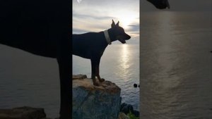 Звезда Находки,доберман Борман!🥰♥️🔥