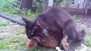 Кот - извращенец