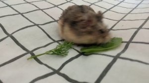 Можно ли гулять с хомяком на улице??Где гулять с хомячком? Можно ли хомякам прогулочный шар, шлейку