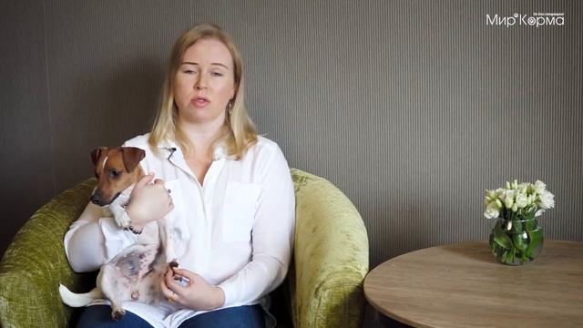 Мир Корма в гостях у джек-рассел-терьеров
