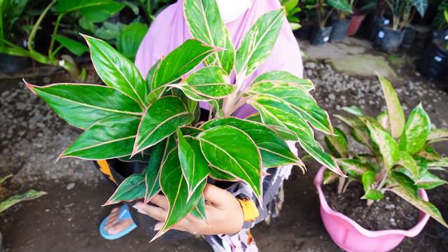 Jualan Tanaman Hias PPKM ( Para Pecinta Kembang Mekrok ) - part 2 смотреть онлайн