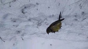 Ловля клестов, продолжение.