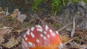 по грибы в Заходское