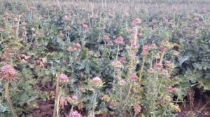 Расторопша пятнистая от компании БиоРасторопша