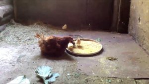 Вторая курица выела цыплят и не приняла их.