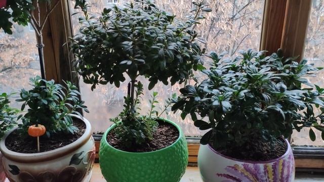 ЦВЕТЫ в ДОМЕ | КРАСИВОЦВЕТУЩИЕ, ВЕСНА в НОЯБРЕ
