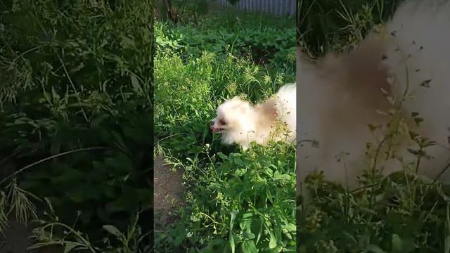 Немецкий шпиц Лайза и Мегги 🐾 и Французский бульдог Тагира 🤗💖💞🐕