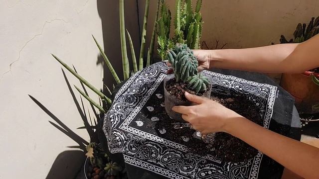 Cacto Cereus Repandus Monstruoso смотреть онлайн