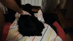 Русский спаниель, роды у собаки