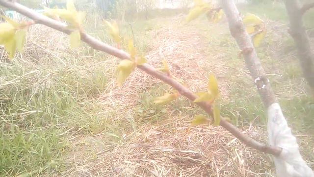 Обработка абрикосы в фазе збрасывания рубашек. смотреть онлайн