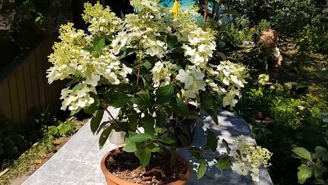 Вопросы-ответы по черенкованию и уходу за гортензиями. Как будут зимовать черенки? смотреть онлайн