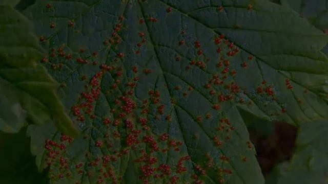 Вредители винограда