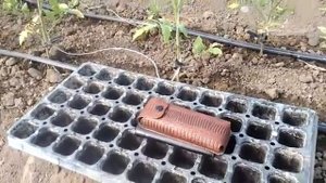 Томат Пинк Буш второй оборот,высадка рассады.
