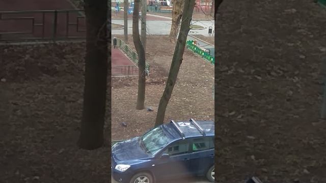 Белка лазает смотреть онлайн