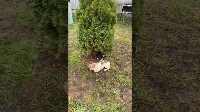 Той терьер девочки рыже-соболиного окраса смотреть онлайн