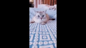 Голову отрезать?