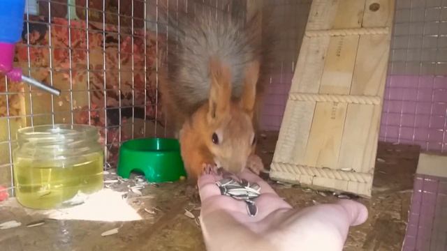 Бельчонок ест с рук.Приручили бельчонка.Белка дома. смотреть онлайн