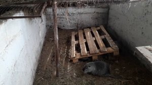Создание семьи нутрий .Покрытие самки, переселение самок в вольер к самцу.нутрии домик для нутрий.