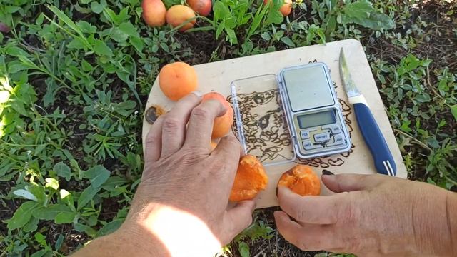 24.07.2022г. Абрикос Харкот (Harcot). смотреть онлайн