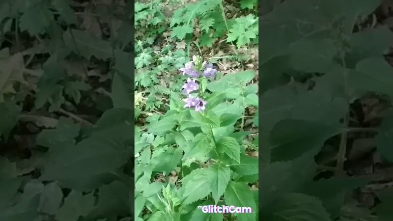 колокольчики
