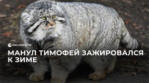 Манул Тимофей зажировался к зиме