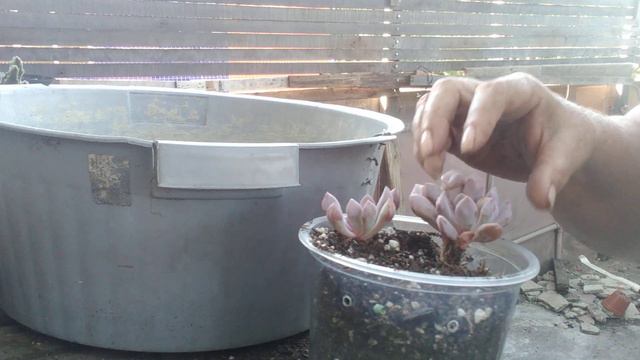 Replante da echeveria cupid 😍! confiram. смотреть онлайн