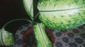 Диффенбахия,уход за растением.