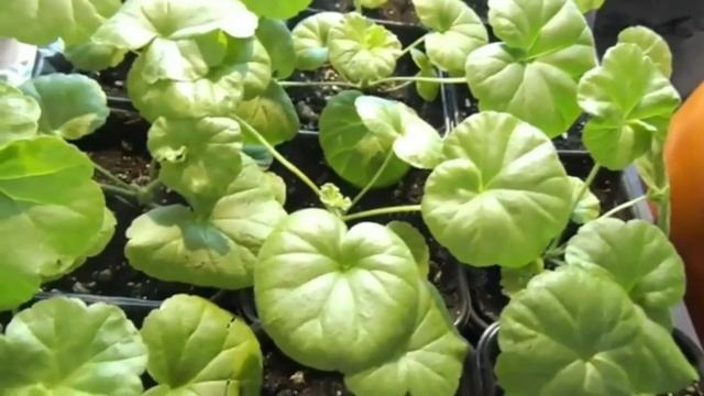 ВЫРАЩИВАНИЕ ПЕЛАРГОНИИ ИЗ СЕМЯН. ВЕСЬ ПЕРИОД ДО ЦВЕТЕНИЯ.