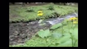 Медведя побили туристы из Челябинска !!!