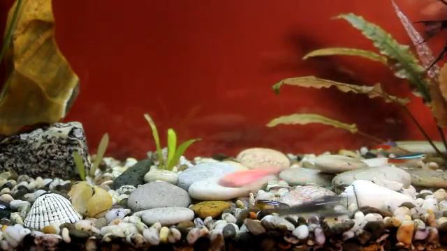 fin rak смотреть онлайн