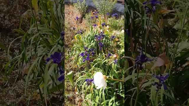 Стремительный обзор цветника или херОвой клумбы смотреть онлайн