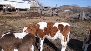 Чем кормим айрширских телят в три месяца. Личные наблюдения за развитием телят.