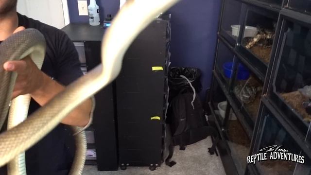 MORELIA MADNESS! CARPET PYTHONS AND SCRUB PYTHONS!