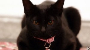 Алфавит в 4 лапы/Б: Бомбейская кошка/История породы/характер/отличительные черты и качества/