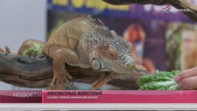 Контактные животные