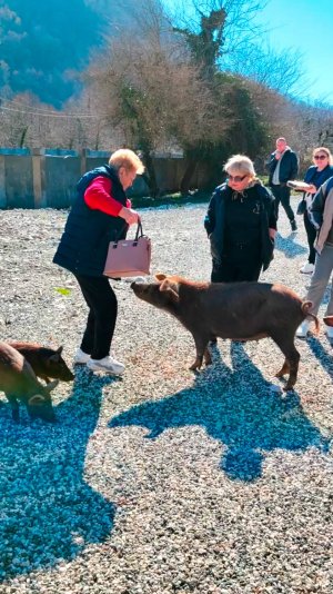 Поросячья Санта-Хрюмбара в Абхазии – Турприключения