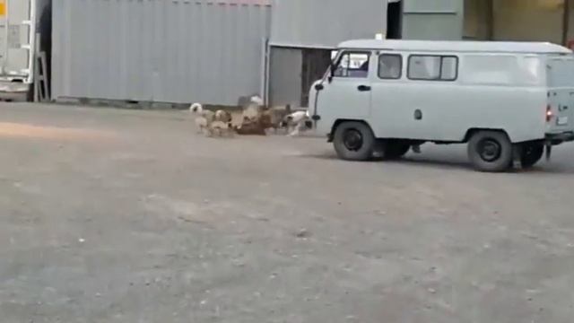 В ЯКУТСКЕ стая собак загрызли медвежонка смотреть онлайн
