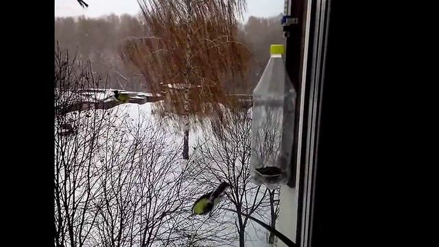 Синички зимой.Чем кормить синичек смотреть онлайн