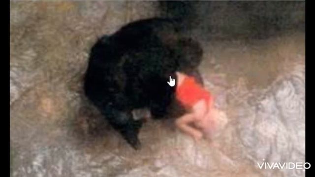 Горилла - мать спасла человеческого детеныша от разъяренных Горилл!!! смотреть онлайн