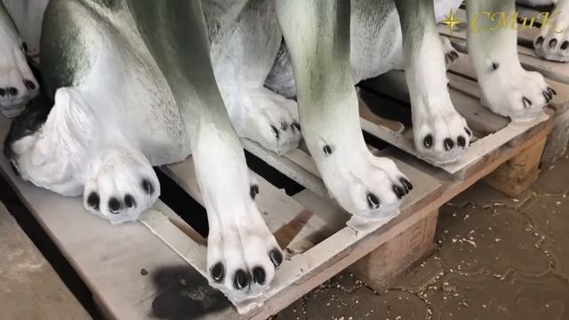 Хаски. Собака из бетона. Для сада и дачи. смотреть онлайн