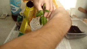 Как правильно пересадить мандарин.