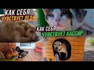 Раздаем лакомства хвостатым.Как шов у Леди и Микки? Как поживает Кассир сейчас на улице?