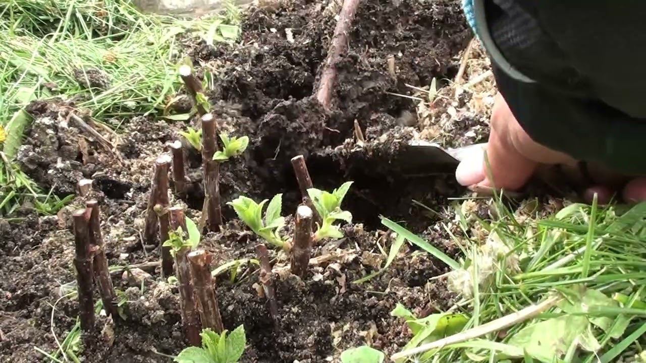 Проверяю черенки гортензии,посаженные в ноябре в грунт в теплице. смотреть онлайн