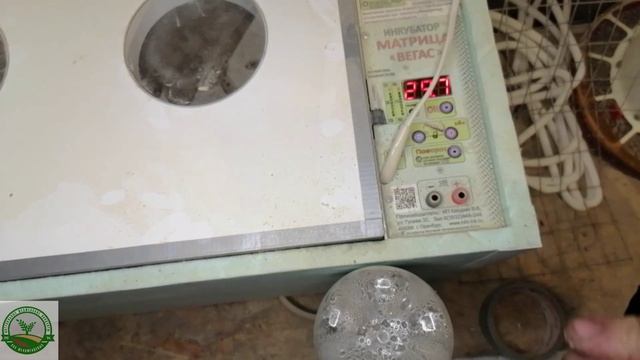 #6 Инкубация перепелов в инкубаторе матрица Вегас, 15 день. Подготовка к выводу