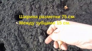 Разметка для посадки лука и чеснока