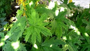 Бузульник Пржевальского. Видео цветения бузульника в начале лета