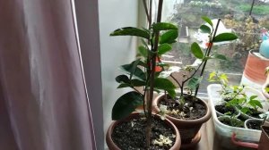 Лимон Новозеландский  Привитый и укоренный годовалые.