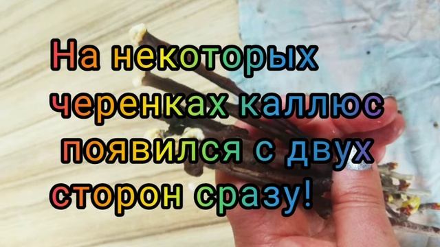 Как прошло укоренение черенков черешни. Каллюс на черенках черешни. смотреть онлайн