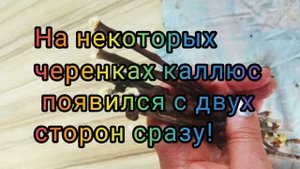 Как прошло укоренение черенков черешни. Каллюс на черенках черешни.