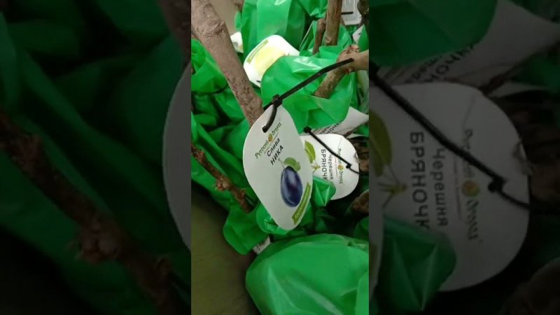 Фикс Прайс. Розы, хосты и саженцы кустов и деревьев